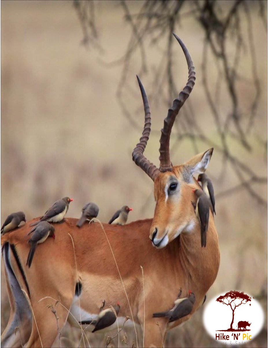 HikeNPicTours's tweet photo. Grooming Cessation
@HikeNPicTours #MagicalKenya #TravelwithHikeNPic https://t.co/ooBvdq0Ovz