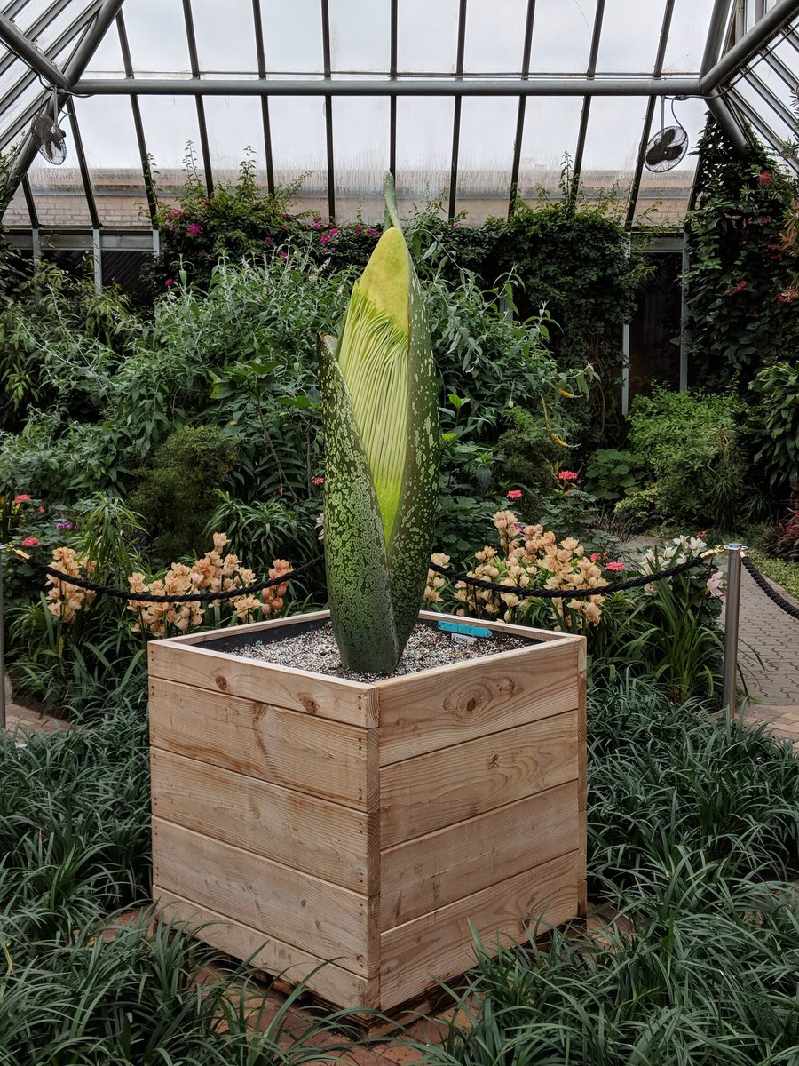 threadedchicago's tweet photo. Spike is back at @chicagobotanic for a second chance at blooming. If you've never seen a titan arum before, these incredible plants take years to bloom and release a very memorable odor when they do. They're nicknamed the corpse flower for a reason. #CBGspike https://t.co/utFeSQEITA