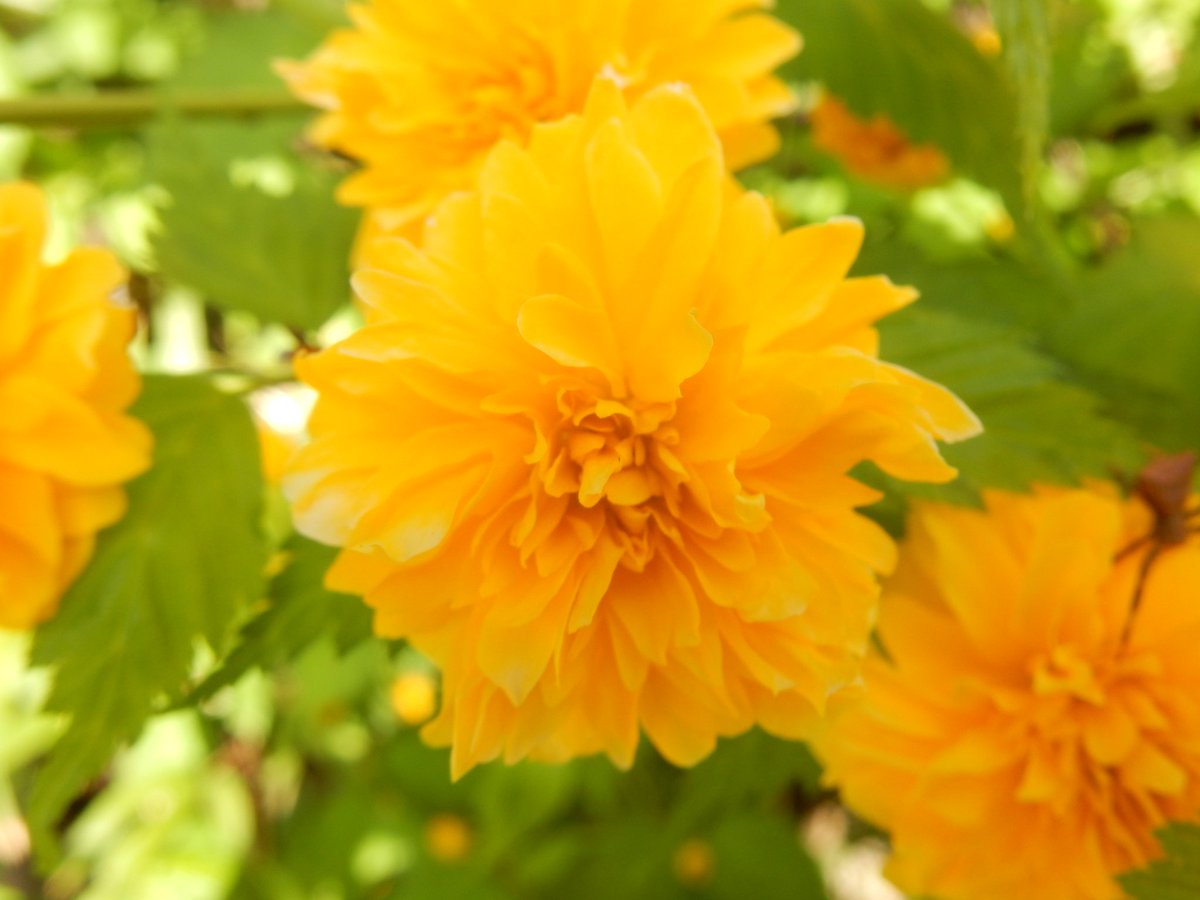 八重山吹に花蜘蛛