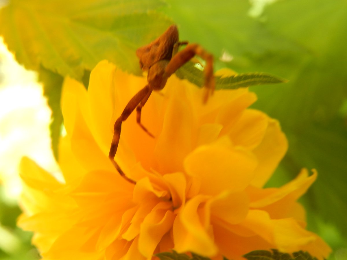 八重山吹に花蜘蛛