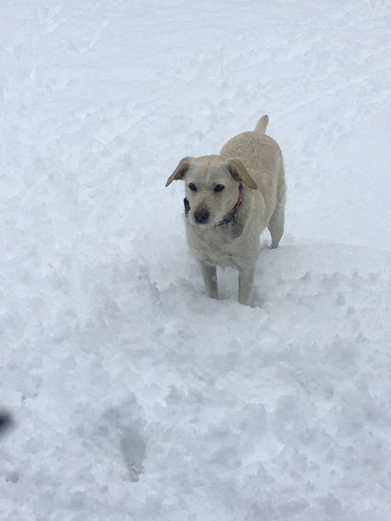 AccionAnimalRM's tweet photo. Sandy rescatada de la playa de la Juarez por unas personas de Estados unidos. Ahora ya vive en la nieve!!!! https://t.co/yUMC2fXwyv