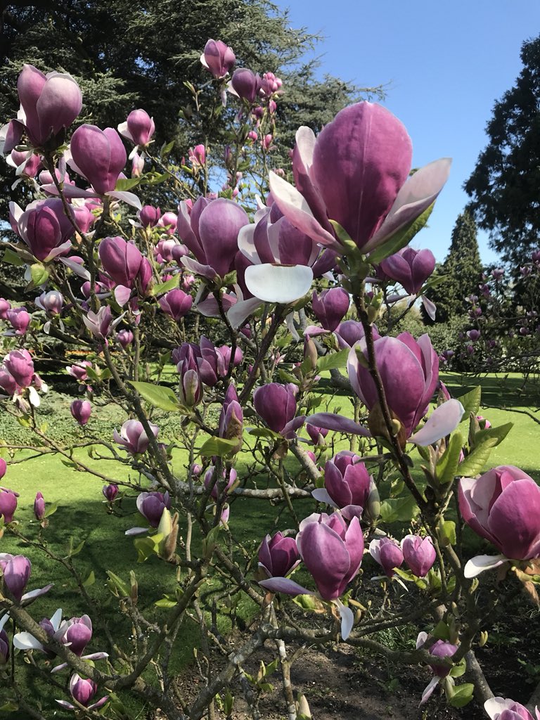 SpencerCookham's tweet image. Stanley Spencer’s Magnolia  @odneyclub  In Cookham today. Magnificent. (Spencer’s painting is the one on the right!) Gallery open daily 10.30-17.30 currently showing PATRON SAINTS Collecting Stanley Spencer exhibition.