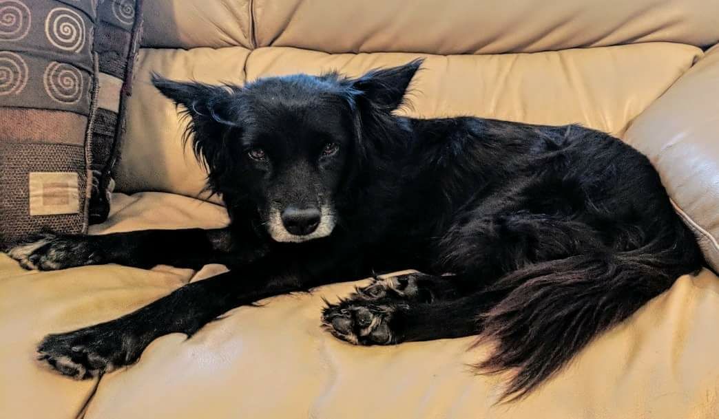 AccionAnimalRM's tweet photo. Recuerdan las perritas que vivian en Chedraui de la Federal??? Pues la ultima sobreviviente ya en Canada #Queen #ADOPTA @AccionAnimalRM @SenderosMk @twittplayero @TwittPlaya @TwittCaribeMX @AcaenlaPlaya @sanimalmx https://t.co/bkAIAQIqTB