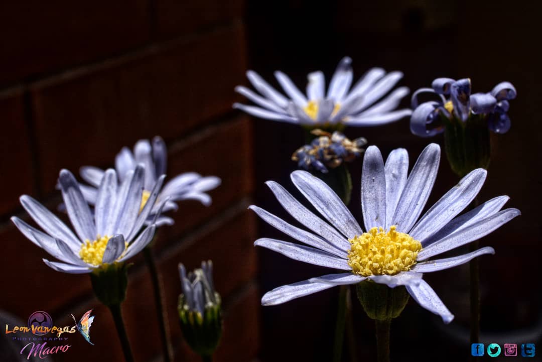 dracovanegas's tweet image. Margarita colored #violet #daisy #mountaindaisy #macro #deepcolor #macroart #leonvanegasphotography #leonvanegasmacro #leonvanegas #puebla #fotodeldia #picoftheday #phototime #birthday.