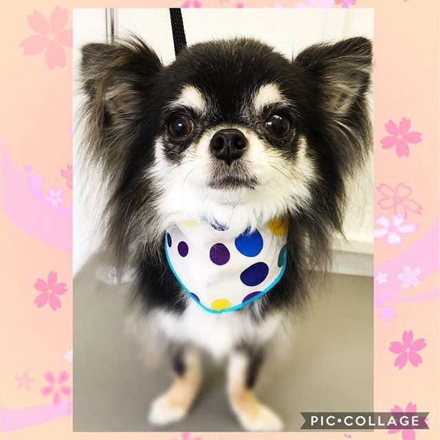 Alc_Hyottoko's tweet photo. お客様わんこ❤️ 今回もサラツヤヘアーになっちゃった😍投稿遅くなってごめんなさい🙇‍♀️いつもありがとう〜️💕 #出張トリミング #チワワ #ロングコートチワワ #出張店舗 #犬のようちえん #いつもありがとう
https://t.co/UGaGgJ7uu9 https://t.co/BWGIXZGo4J