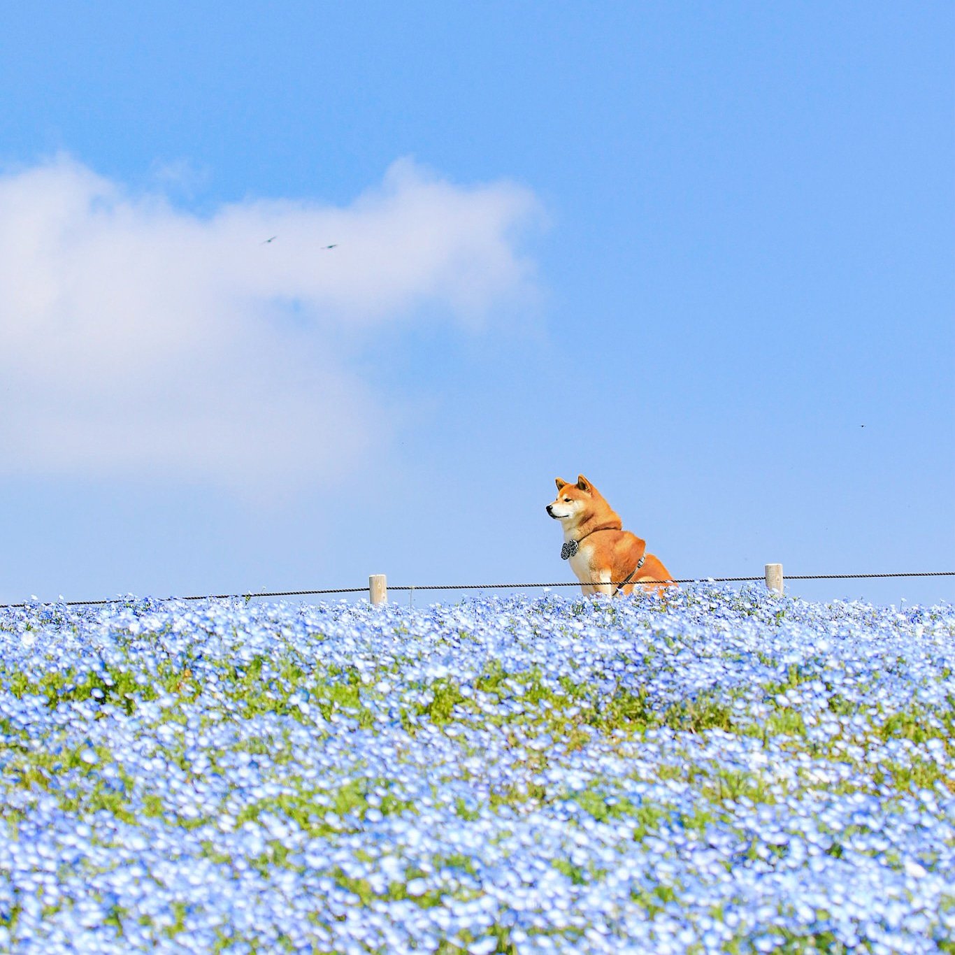Issy Rider 愛犬が可愛すぎて辛い 世界よ これが日本の柴犬だ そしてオール茨城だ ひたち海浜公園 ネモフィラver 茨城はいいぞ 茨城の魅力発信し隊 柴犬 柴犬はいいぞ Photographers710 P710犬部 柴 Shibainu Shiba 日本犬 Shibe