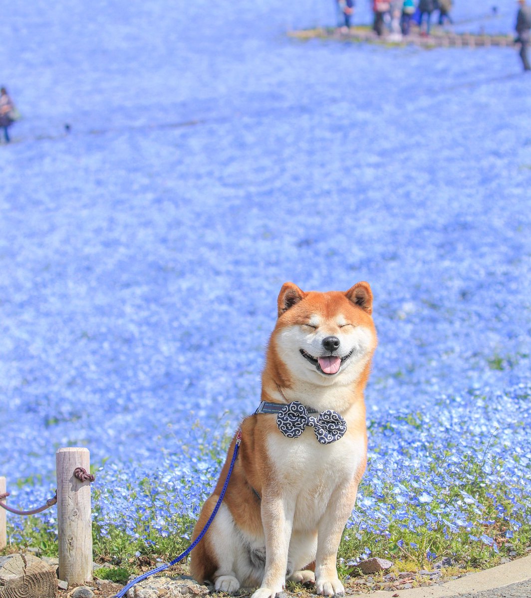 世界よ、これが日本の柴犬だ。 そしてオール茨城だ。 ※ひたち海浜公園：ネモフィラVer. #茨城はいいぞ #茨城の魅力発信し隊 #柴犬 #柴犬はいいぞ #Photographers710 #p710犬部 #柴 #shibainu #shiba #日本犬 #shibe