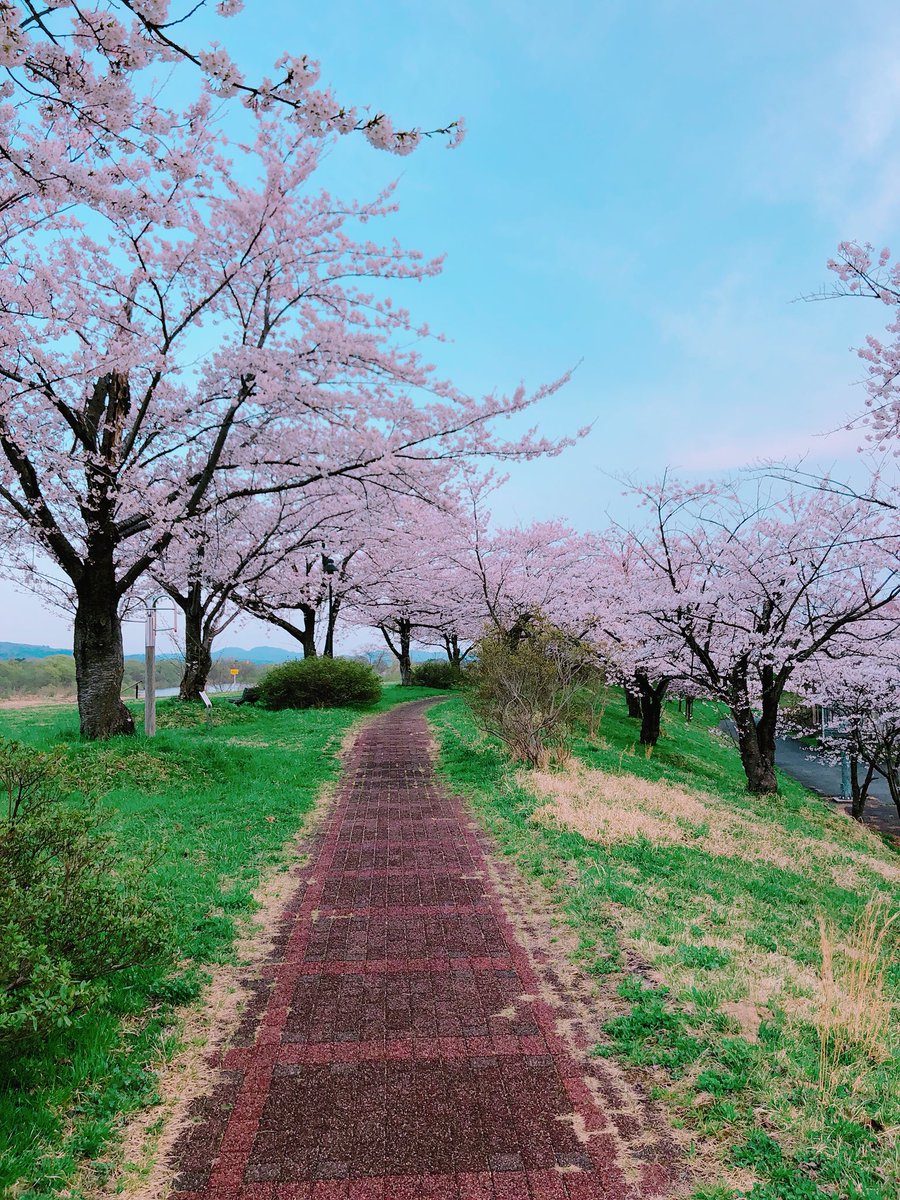花巻観光協会 イギリス海岸から北上川沿いの堤防をお散歩 桜も見頃です Sakura 桜 벚꽃 花巻 花巻観光協会 イギリス海岸から北上川沿いの堤防をお散歩 桜も見頃です Sakura 桜 벚꽃 花巻