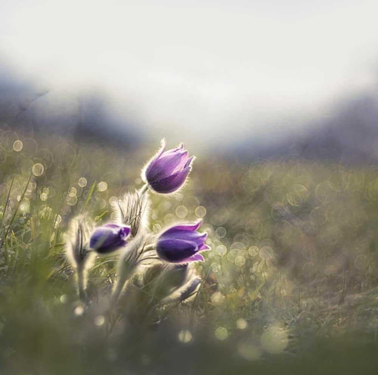 DbJREgRWsAAVj0b.jpg:large