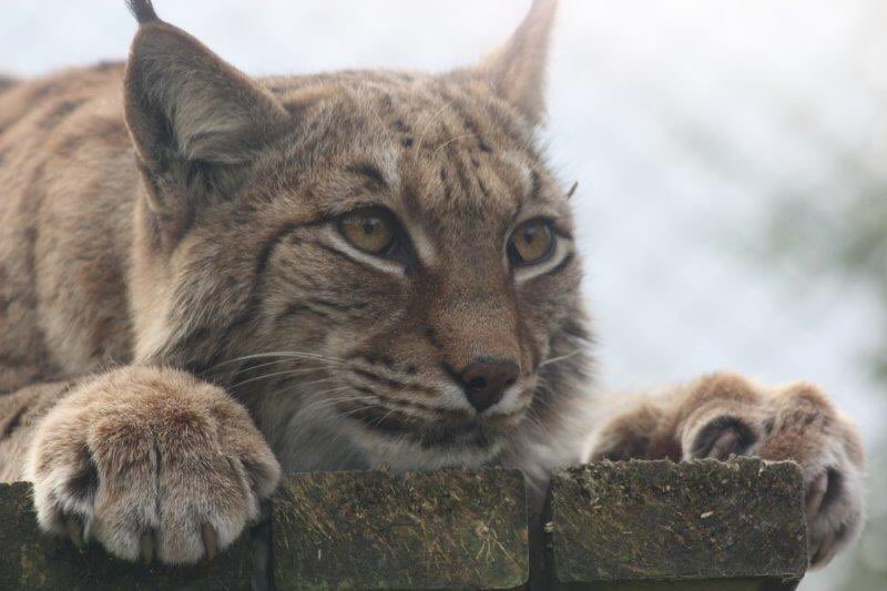 exmoorzoo tweet picture