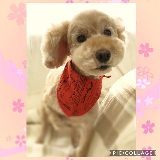 Alc_Hyottoko's tweet photo. お客様わんこ❤️ ぬいぐるみのようなモコモコお顔😍いつもありがとう️💕投稿遅くなってごめんなさい🙇‍♀️ #出張トリミング #トイプードル #toypoodle #poodle #シニア犬 #いつもありがとう
https://t.co/yA5zdu1tnl https://t.co/1lBxPV9Rli