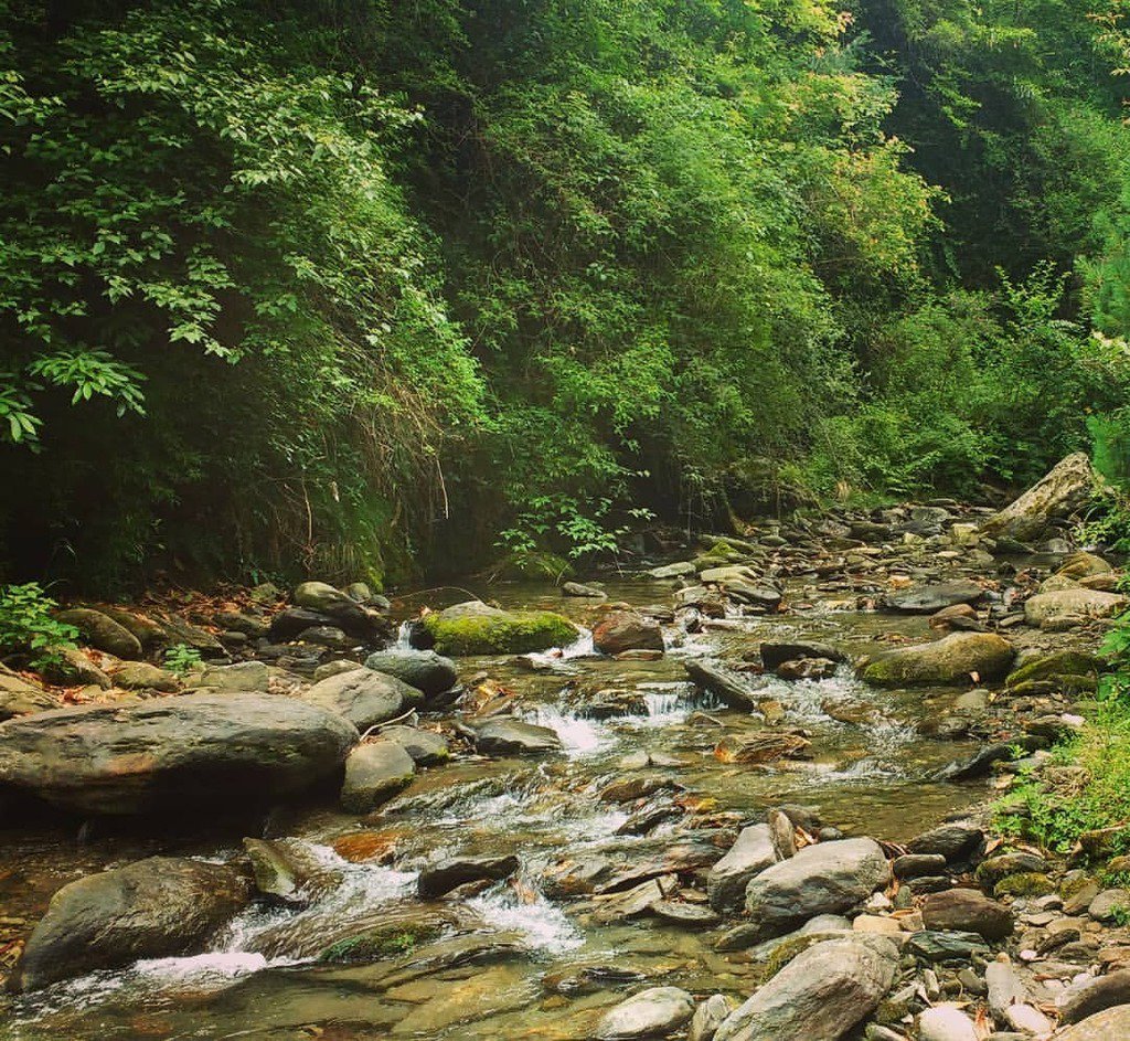 KP_OnTheGo's tweet photo. Reminiscing the days spent amid Himalayan streams, wandering through the lush forest, picking wild-berries and irises … 

.

The Inner-Seraj valley was wonderful - idyllic: https://t.co/LLPQ0FlSW3

.

#himalayas #himachal #serajvalley #seraj #jibhi #ghiyagi #shojha #streams… https://t.co/HtSLv106co