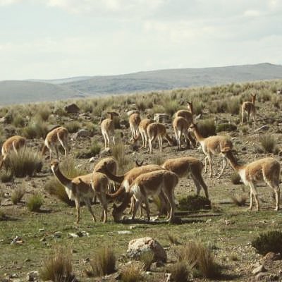 InkaLife's tweet photo. ZÓNA PAMPA HERMOSA A PRÁCE S FOTOGRAFIEMI
Zóna pro aktivaci PŘEDEVŠÍM 5., také ovšem 4., 6. a 7. čakry.
Více zde:
https://t.co/q7kd26IfqB
Tým @InkaLife 
#pampahermosa #peru #lama #inkalife #infinitelife #peru #chakra #photo #activation https://t.co/BcXhnruHMt