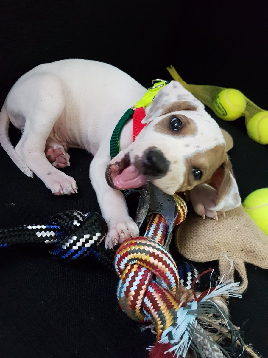 Absolute Pets tweet media