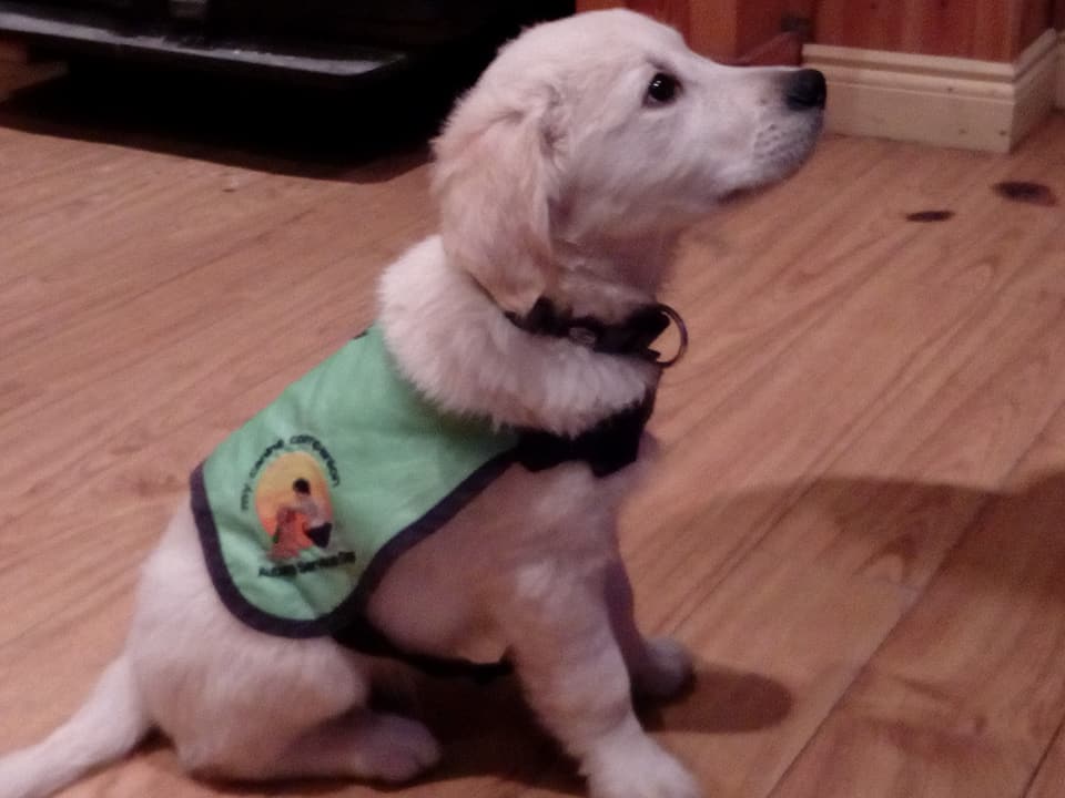 It's time to get the gang together and  join Team MCC for The VHI Women's Mini Marathon on Sun 3rd June 2018. for more info call 021-453-0536 or email info@mycaninecompanion.ie and help heroes like Danny become a fully qualified Service Dog to children with #autism.<a href="/VhiWMM/">VhiWMM</a>