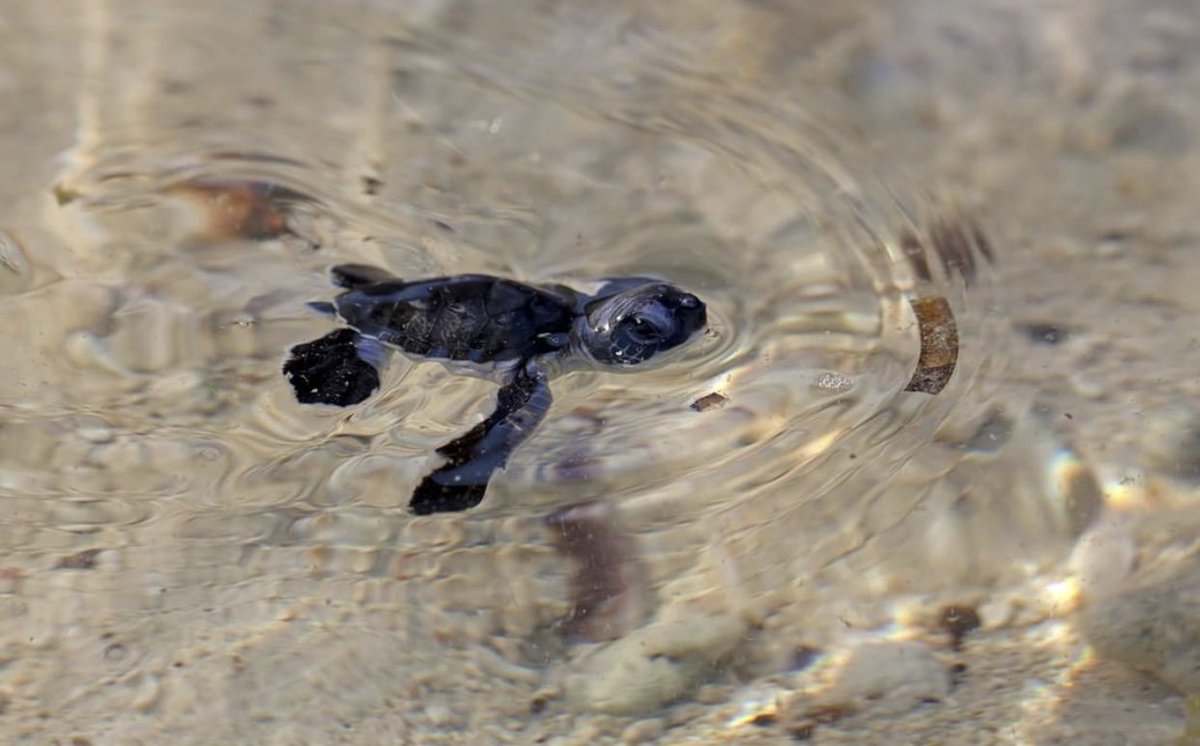 This baby sea turtle is off to great places! Did you know that many species  of sea turtles travel extremely long distances during their lifetime?, image size:1200x746