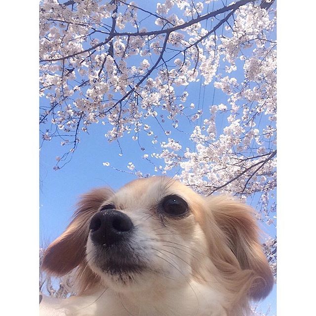 akicomimi's tweet photo. こみみと桜🌸 .
#comimidiary #dog #doglover #mixbreed #mixdog #chihuahua #dachshund #cherryblossom #cherryblossoms #spring #flowers #flower #japan #tokyo #チワックス #ミックス犬 #桜 https://t.co/9Mw7F4oQ5N https://t.co/njfTrZgAhu