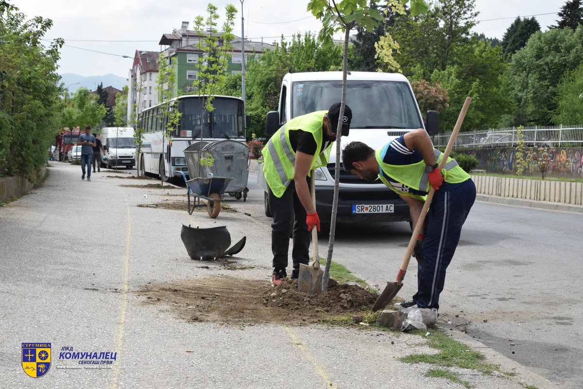Јавното претпријатие за комунални дејности „Комуналец“ и денеска ја продолжи акцијата за уредување и обновување на дрворедите во општина Струмица. Нови садници од видовите јасен и јавор се засадија на тротоарите на булеварот „Маршал Тито“ во близина на  училиштето „Никола Карев“.