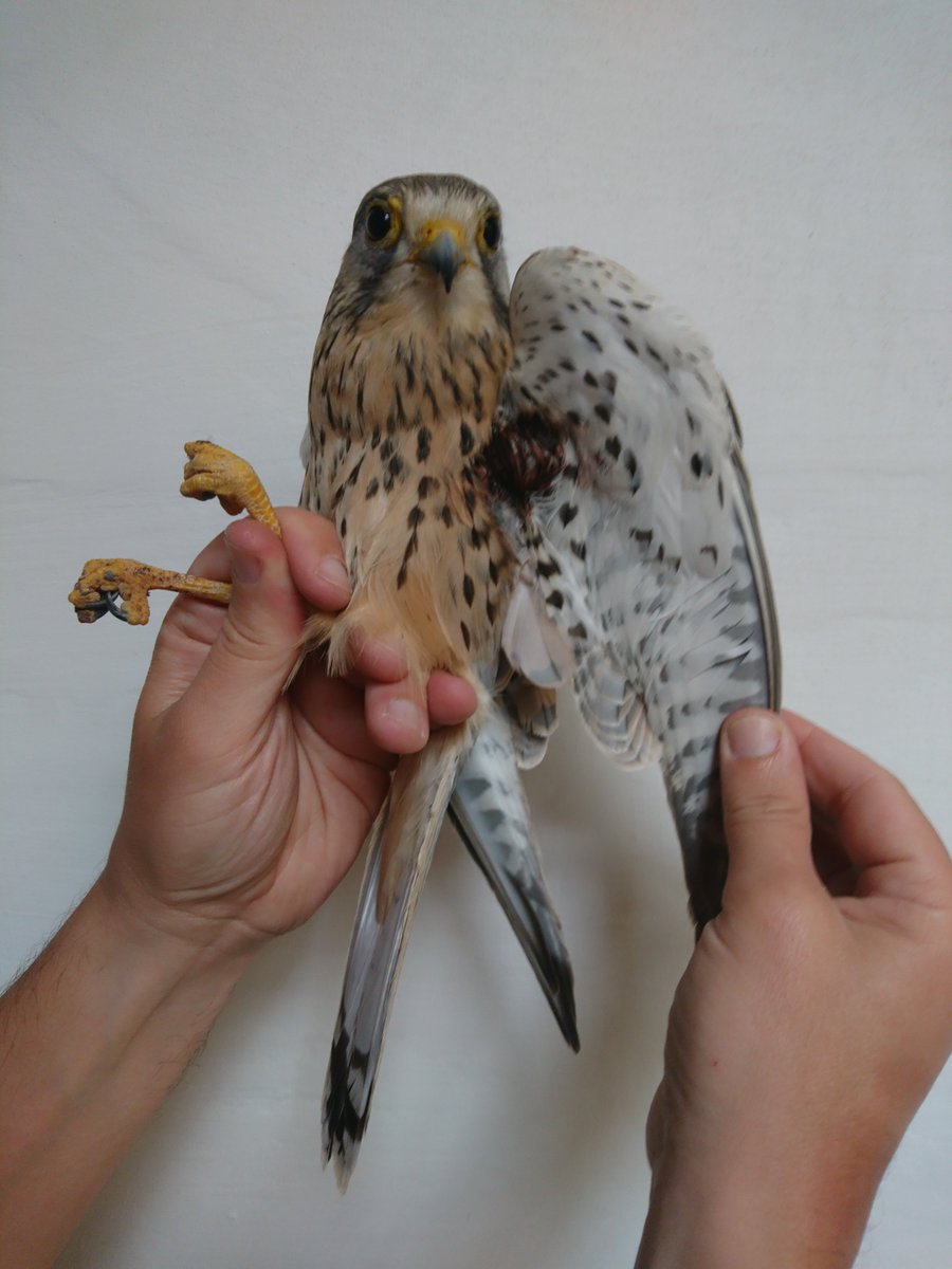 BirdLife_Malta's tweet photo. From #Marsh &amp; #PallidHarriers to #CommonKestrels, a #Moorhen &amp; of course #TurtleDoves. With 2 more days to go, 11 illegally shot protected birds retrieved by BirdLife Malta and police so far this #SpringHunting season: https://t.co/OxzspVjWwh  #NotAQuail #IllegalSpringHunting https://t.co/L9D4AWF8Mp
