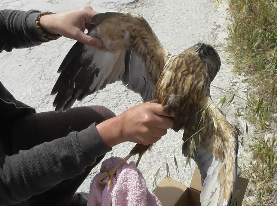 BirdLife_Malta's tweet photo. From #Marsh &amp; #PallidHarriers to #CommonKestrels, a #Moorhen &amp; of course #TurtleDoves. With 2 more days to go, 11 illegally shot protected birds retrieved by BirdLife Malta and police so far this #SpringHunting season: https://t.co/OxzspVjWwh  #NotAQuail #IllegalSpringHunting https://t.co/L9D4AWF8Mp
