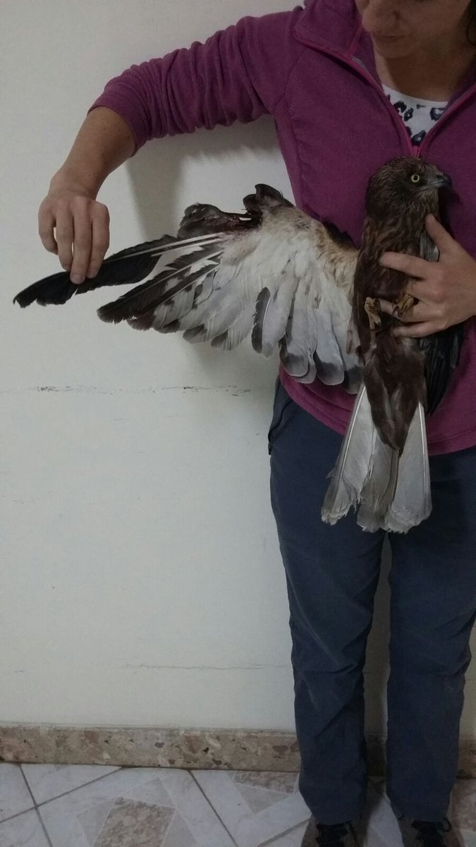 BirdLife_Malta's tweet photo. From #Marsh &amp; #PallidHarriers to #CommonKestrels, a #Moorhen &amp; of course #TurtleDoves. With 2 more days to go, 11 illegally shot protected birds retrieved by BirdLife Malta and police so far this #SpringHunting season: https://t.co/OxzspVjWwh  #NotAQuail #IllegalSpringHunting https://t.co/L9D4AWF8Mp