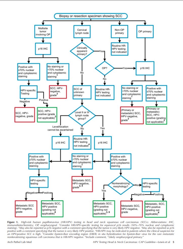 Christina Arnold, MD🦋 (@carnoldmd) on Twitter photo HPV testing in Head and Neck carcinomas: Guideline from the <a href="/Pathologists/">CAPathologists</a>. More in <a href="/ArchivesPath/">Arch Pathol Lab Med</a>
buff.ly/2JCsb4g HPV testing in Head and Neck carcinomas: Guideline from the <a href="/Pathologists/">CAPathologists</a>. More in <a href="/ArchivesPath/">Arch Pathol Lab Med</a>
buff.ly/2JCsb4g