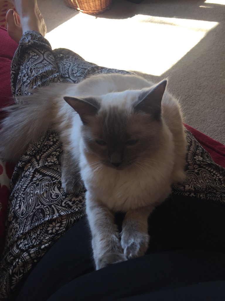vickirance's tweet photo. Feeling the love as she never normally sits on our laps but on the hottest day she decides to cook me even more love her #ragdoll #puttycat https://t.co/ZdLWh0HD0v