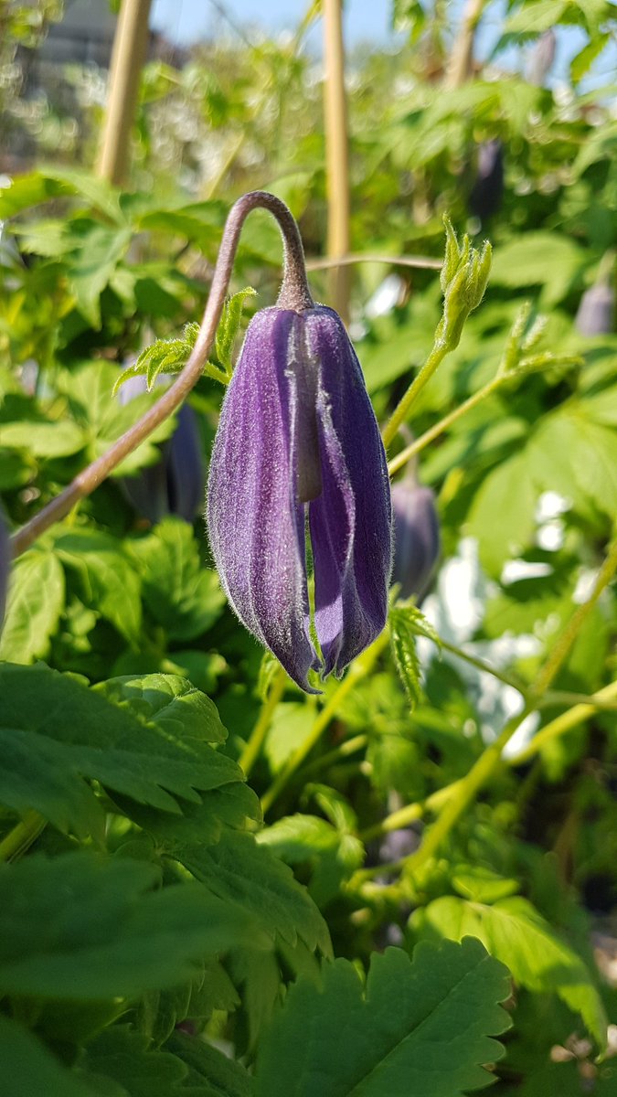 #clematis alpina Columbine finally in flower. #gardening #spring #springflowers #climbingplants #gardennursery #plantsforliving