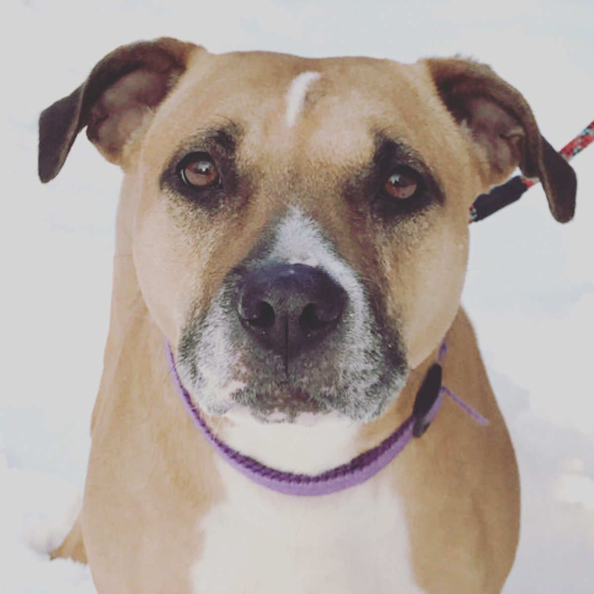 Amazing Lady urgently needs a home. She is located in Reading, PA but can be adopted to some in CT, NJ or NY. Lady is a loyal love bug that will provide you with snuggles and warmth. She also likes to be the center of attention and would prefer been the queen of the house!