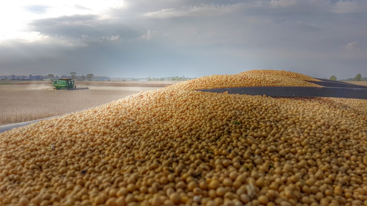 We are proud to grow soybeans that get crushed so humans can use the oil in food.
Then what is left over is fed to livestock that will turn that into meat and milk.
It's why livestock are so important to a full circle food system.
Health Canada - #HandsOffMyPlate