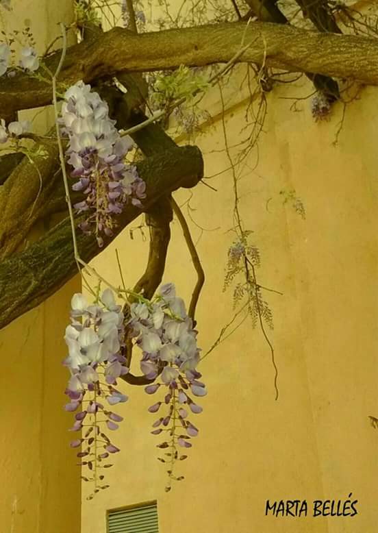 #freephotografy #freeimages #naturelovers   #Photography #floral #rusticflowers #primaveratim #spring2018 #SpringTime #rustic