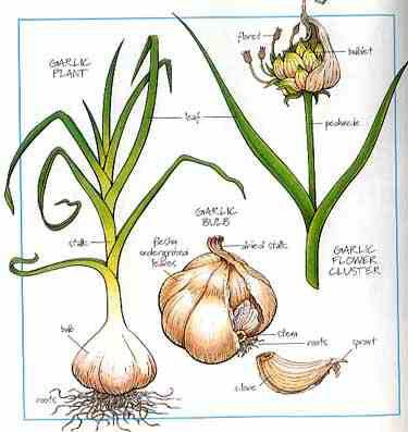 SimpleMrktplace's tweet photo. Graphic by @FoodFashionista It's National #Garlic Day! Our #onlinemarketplace lets you compare prices for any #food, #alcohol or #supplies. #foodies #NationalGarlicDay #restaurants We can't wait to see a pic or even a quick recipe of your favorite use of garlic! #SimpleMktPlc https://t.co/99h6jDaNVZ