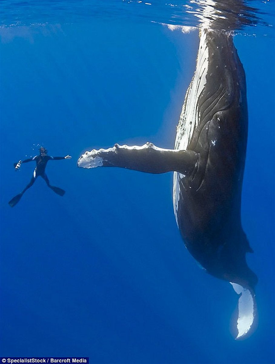 BrookeKanani's tweet photo. “The happiness of the bee and the dolphin is to exist. For man it is to know that and to wonder at it” - Jacques-Yves Cousteau #NationalHighFiveDay https://t.co/bpXTdxxAAa