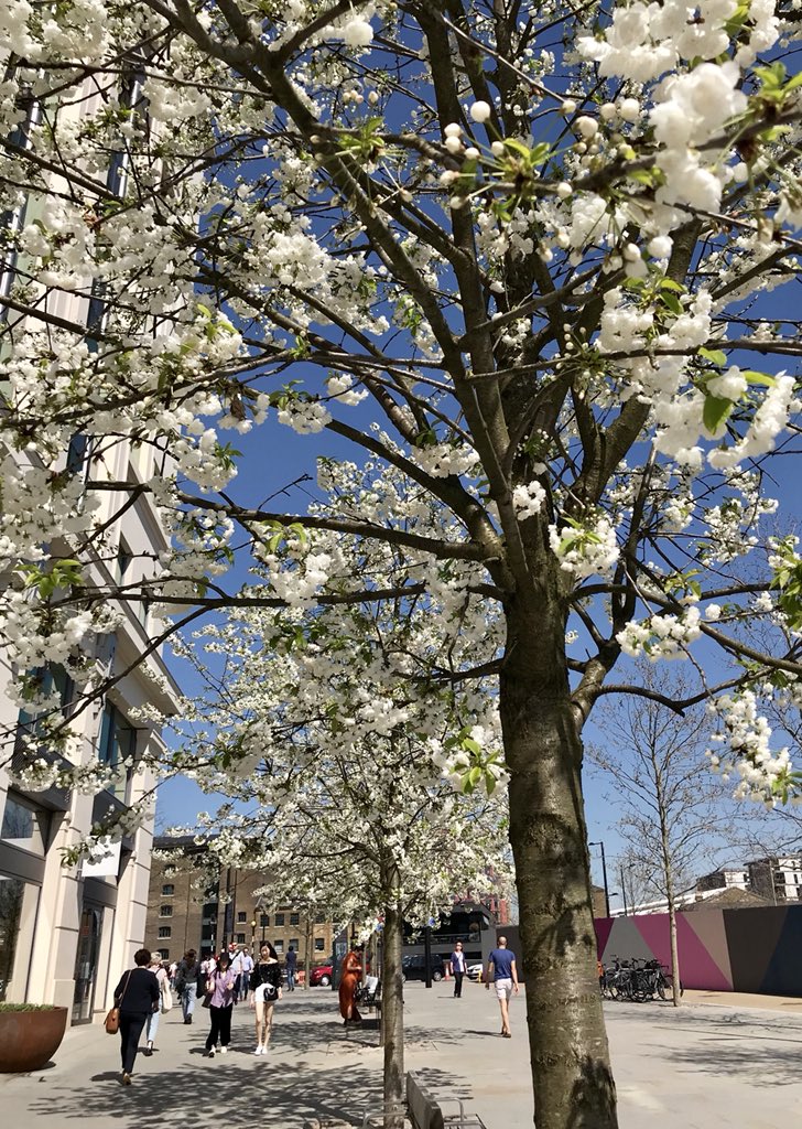 Boulevard blossom <a href="/kingscrossN1C/">King's Cross, N1C</a>