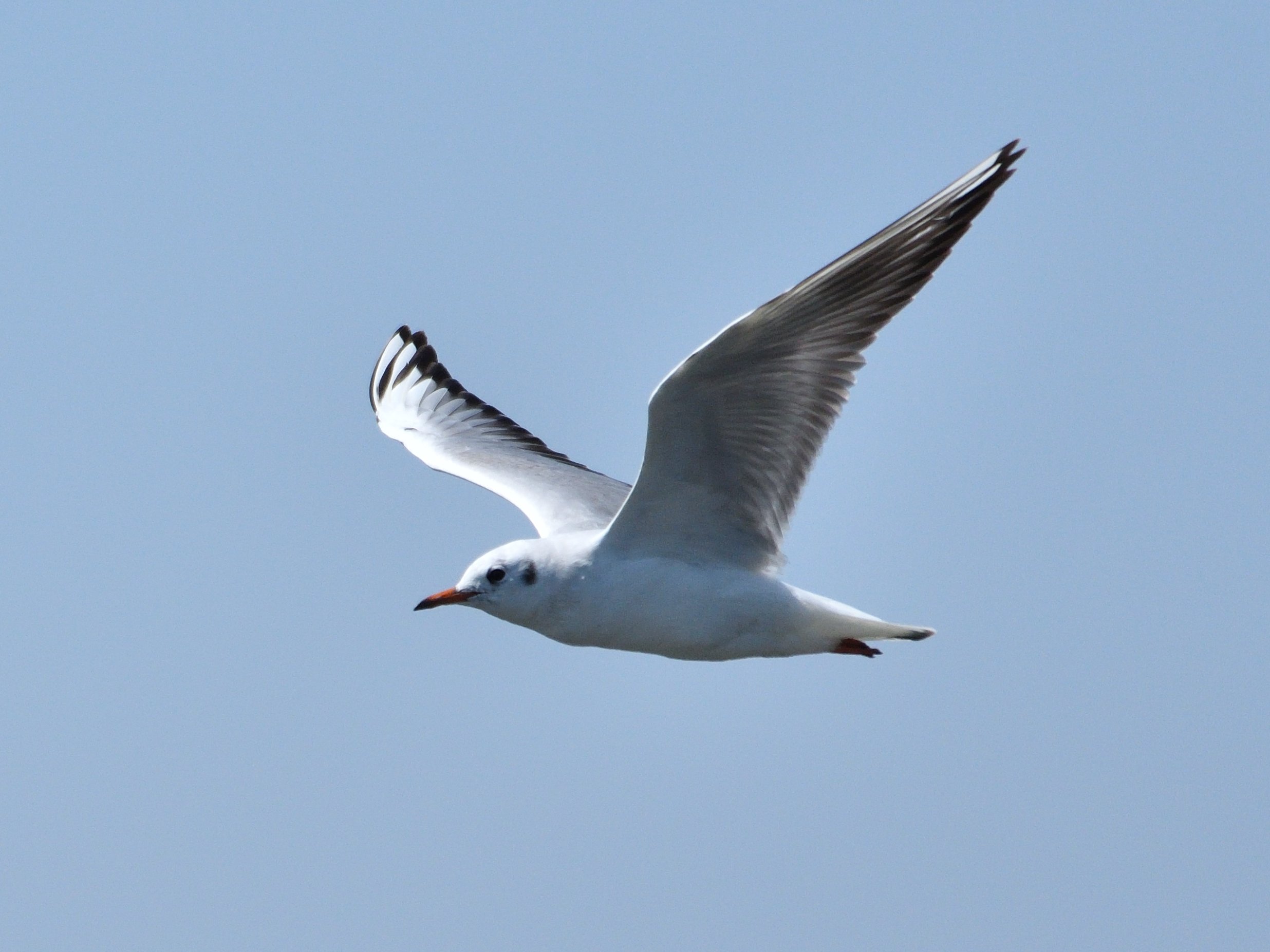 鳥垢 ユリカモメも夏羽に変わり中 頭の色が 冬 夏 白 黒 に変わります 個人的には頭の白い冬羽の方が好きです 変わり途中の子も多く見られました 野鳥 ユリカモメ カモメ T Co Ibc1lam5zz Twitter