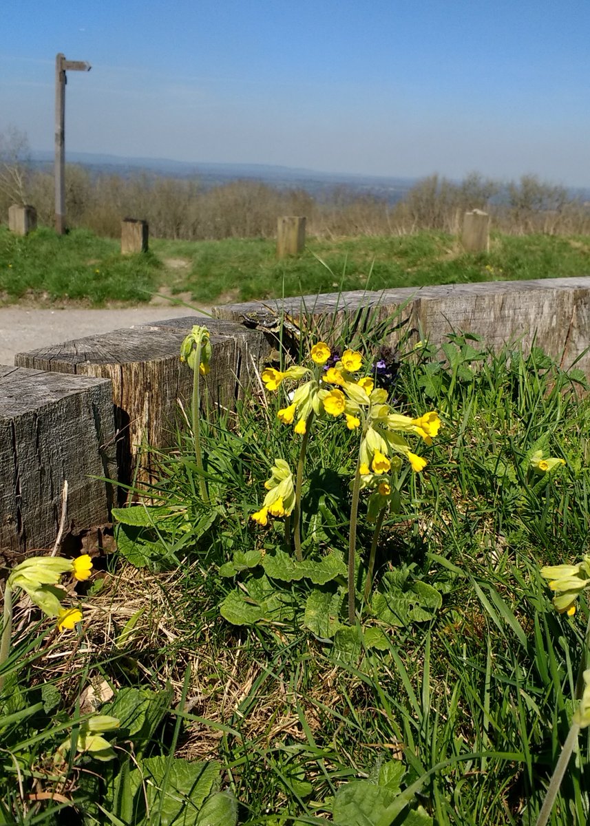The cowslips #wildflowers are stunning in the afternoon sunshine #KithurstHill #KithurstHillCarPark #SouthDowns adjacent the #SouthDownsWay #WestSussex @sdnpa @BSBIbotany @TheSouthDownsNT