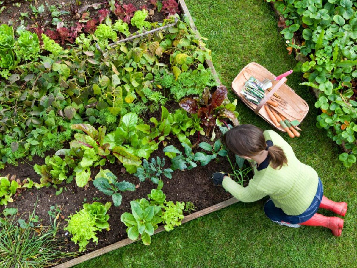 Have a green thumb? Starting in May <a href="/GoodShepherd/">GoodShepherd</a> is looking for Volunteers to help at the <a href="/HVictoryGardens/">Victory Gardens</a> with cultivation and harvesting of veggies. Weekly on Weds 9am-12pm at the Venture Centre on Cannon Street East. Call 905-528-6565 Ext. 3321 or email MPagotto@gsch.ca