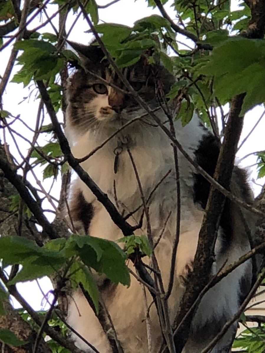 mikenzly's tweet image. So my VERY unathletic cat got chased into a tree by a dog today...