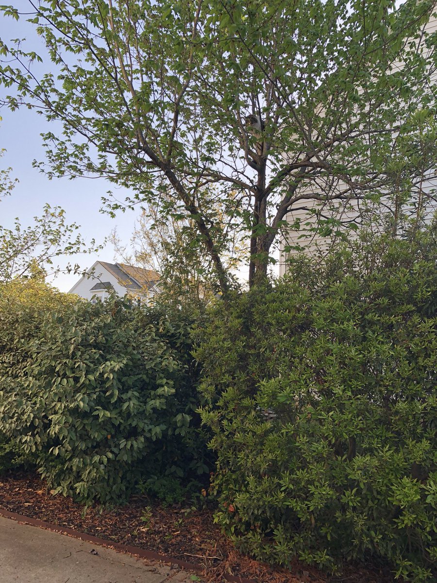 mikenzly's tweet image. So my VERY unathletic cat got chased into a tree by a dog today...