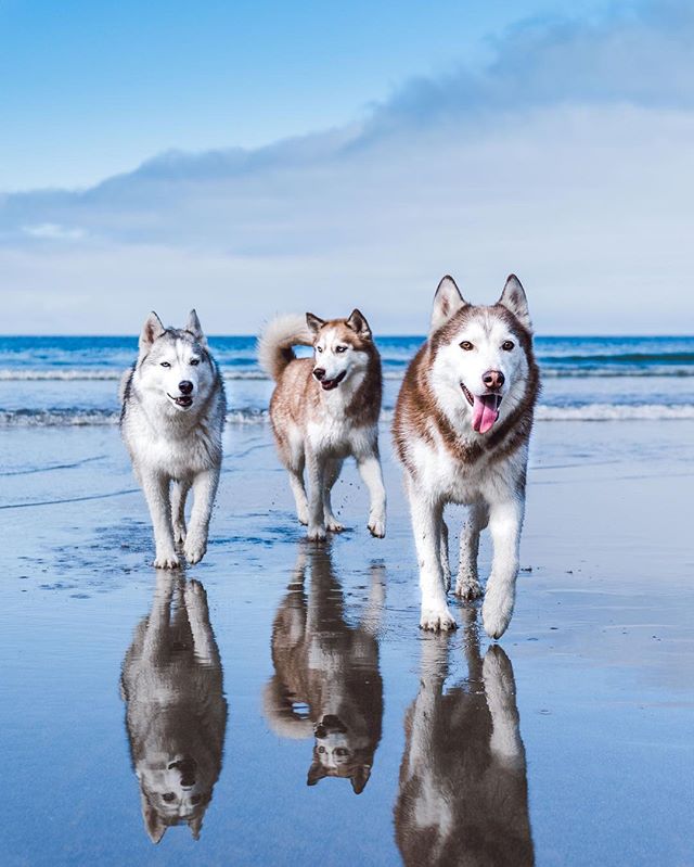 husky off leash training
