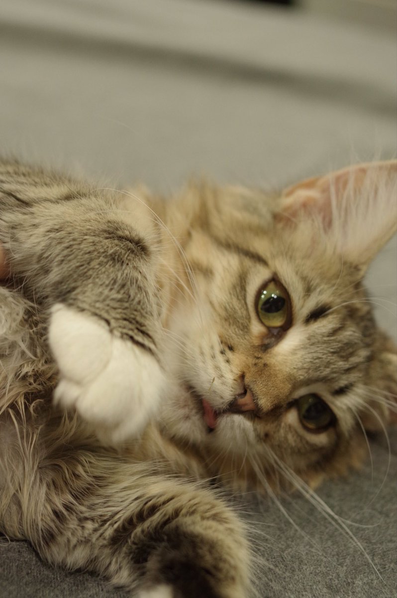 悠人 写真垢 Pa Twitter 前橋にあるマシュマロパンダ 動物カフェで 猫 犬 フクロウ 爬虫類 チンチラ ハムスター ハリネズミとかがいた天国やった 動物カフェ マシュマロパンダ 猫カフェ 猫画像 ファインダー越しの私の世界 写真好きな人と繋がりが