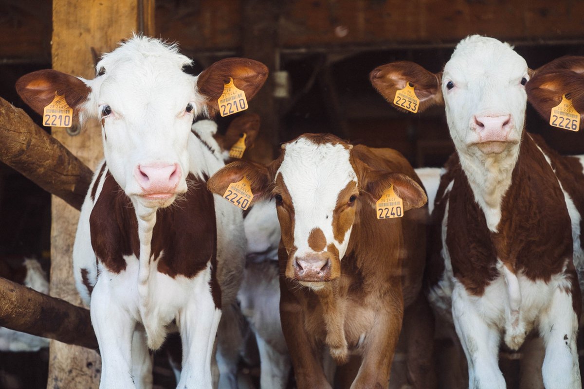 WorldMilkDay's tweet photo. #askadairyfarmer: Why do cows wear ear tags? Learn more from @DairyGood https://t.co/4XQuCVutCo  #RaiseAGlass #WorldMilkDay https://t.co/velo9ATApC