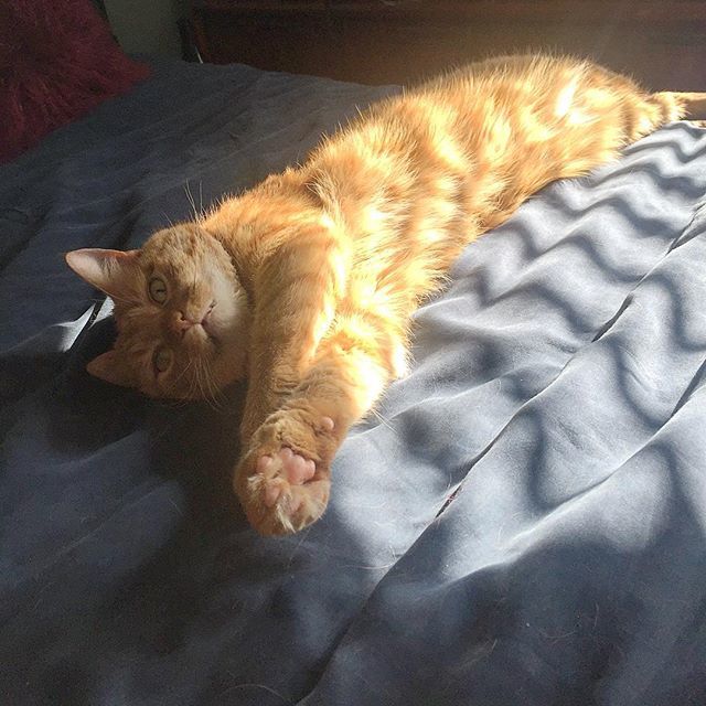 amidwestwitch's tweet photo. Shadow monster in the sun. #monster #smallsatan #cat https://t.co/rk7ta9iYFk https://t.co/OAAiLb2oVn