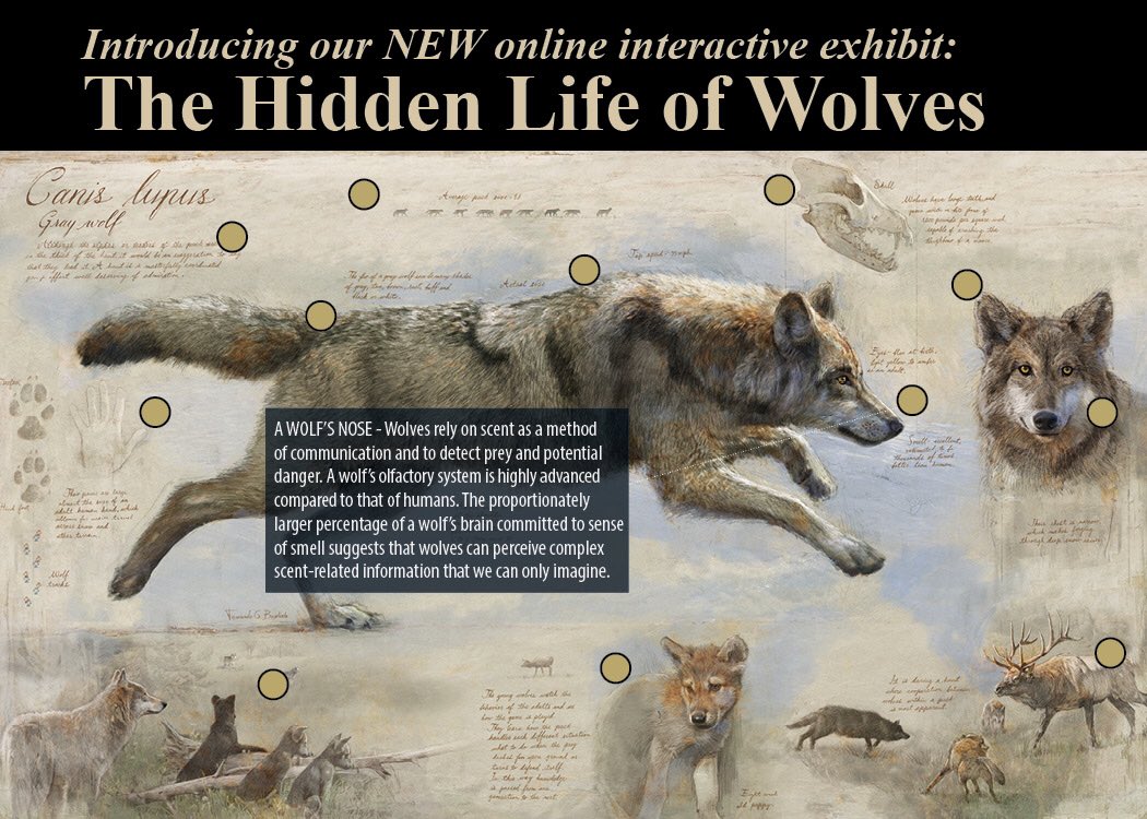 We are thrilled to announce the launch of our new interactive online exhibit, “The Hidden Life of Wolves”, the first of its kind for exploring the true nature of wolves! 

Explore the world of wolves:
livingwithwolves.org/hiddenlifeinte…