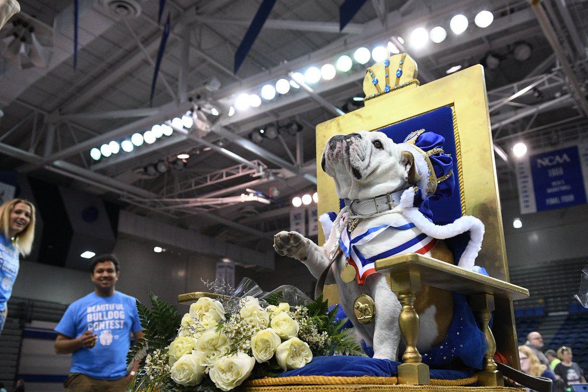 DrakeUniversity's tweet photo. High five from 2017 @DrakeRelays #BeautifulBulldog Prudence! #NationalHighFiveDay 
The 2018 contest is this Sunday, April 22. The rescue festival starts at noon and the pageant at 1 p.m. https://t.co/Eo3619Y95y