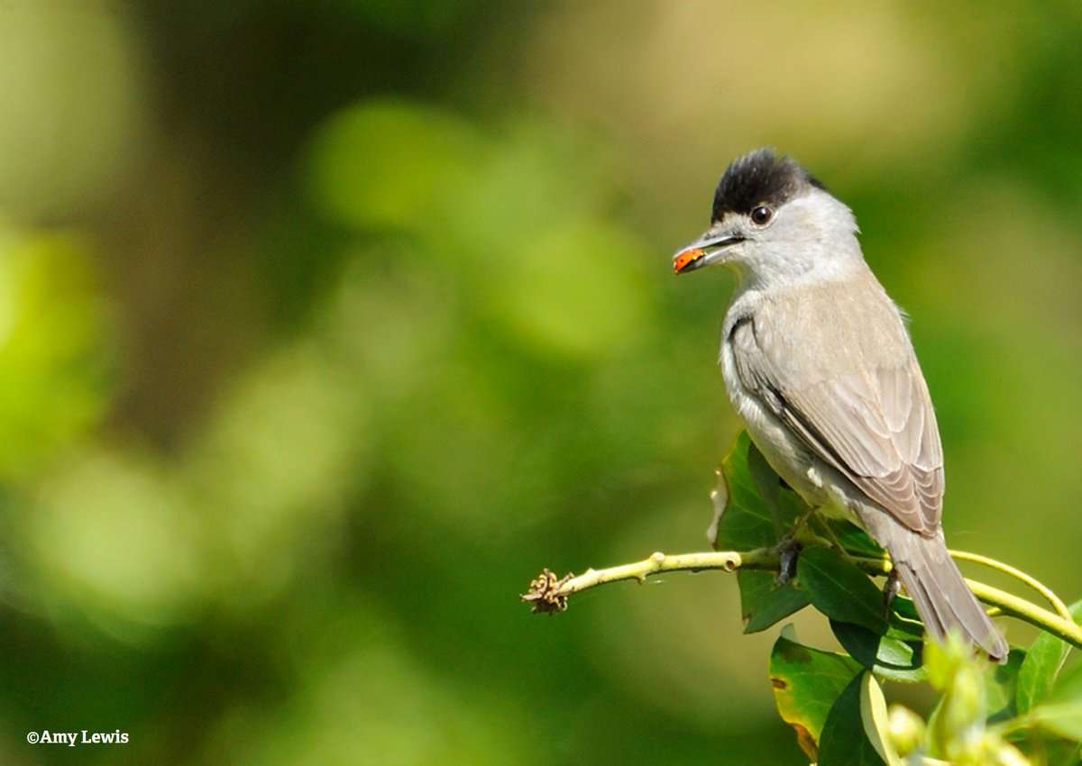 IDCD's tweet photo. Dawn Chorus Day is getting closer! Check out our website to find an event near you https://t.co/c2WrJS1a1J If you're hosting an event and would like to see it up there, email the details to: idcd@wildlifetrusts.org https://t.co/KoadkZ6VBG