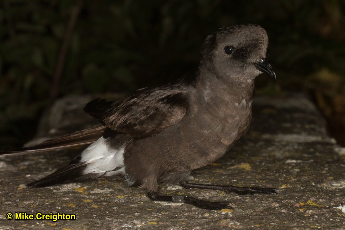 1/4 #WSTC4 Census of nocturnal burrow-nesting seabirds like European #StormPetrel depends on call playback. Not all birds respond, so estimating the response rate is crucial for accurate population estimates #TeamStormie #SeabirdsCount #ToolsTech