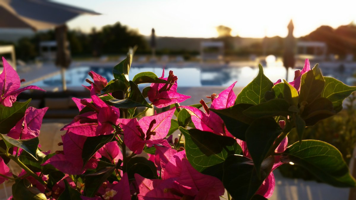 DellaMasseria's tweet photo. Have you already planned your next holiday? What about a fabulous Sicily? Spring is the most peaceful and relaxing season... Have a look at our website quickly! You're going to find a special offer for you! https://t.co/IpyhCJG6mV https://t.co/lB4VJiwQMw