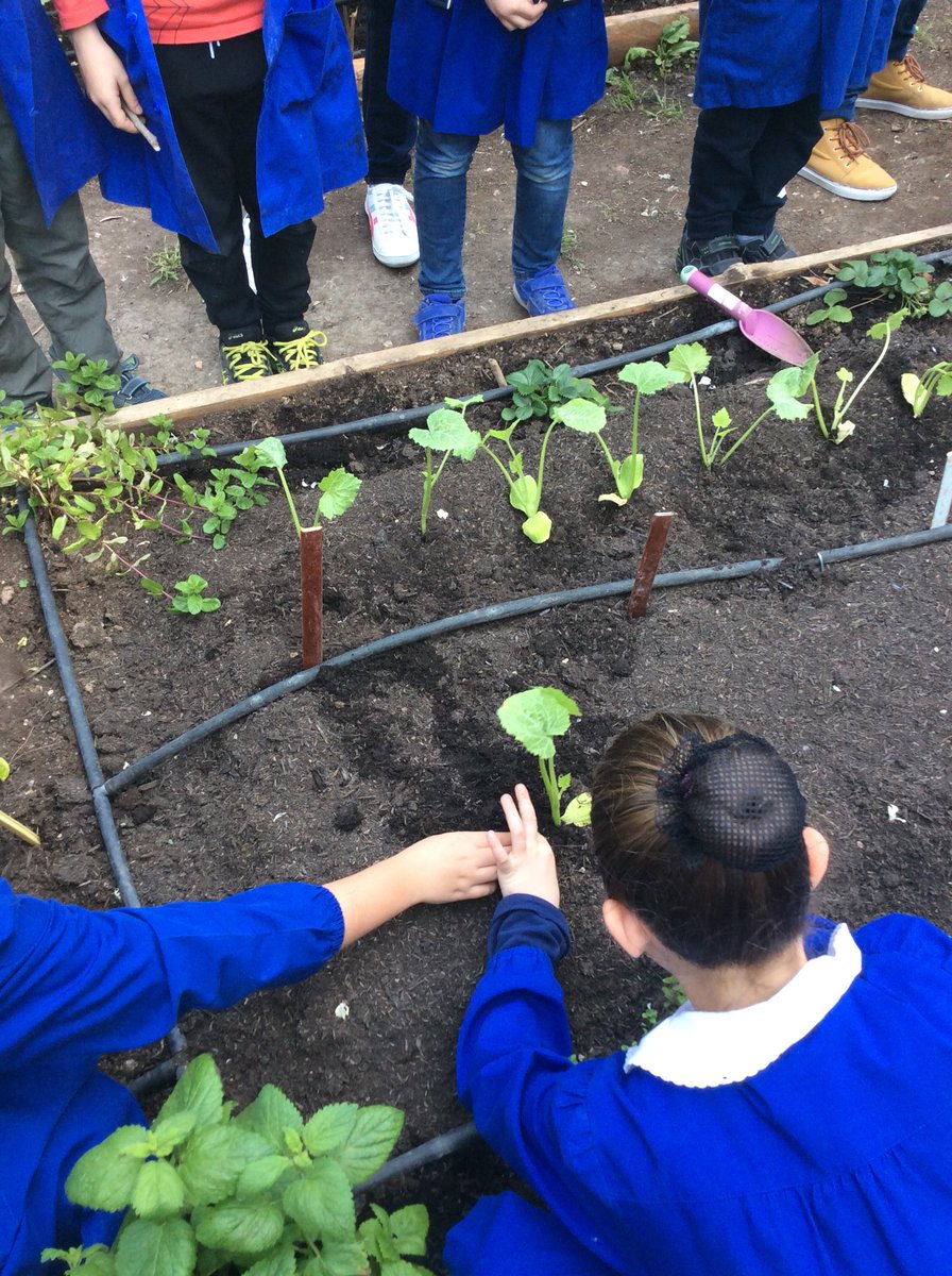 BClasseterza's tweet photo. Oggi il nostro #ortosinergico si è trasformato🤩✌🏼, abbiamo piantato 12 zucchine 🥒 e 2 patate 🥔 #piantiamopatateezucchine #scuolafamiglia #graziemammalucia #3b #bimbibelli #bambinifelici ❤️💛🌹😍☺️ https://t.co/OaO8o73PbT