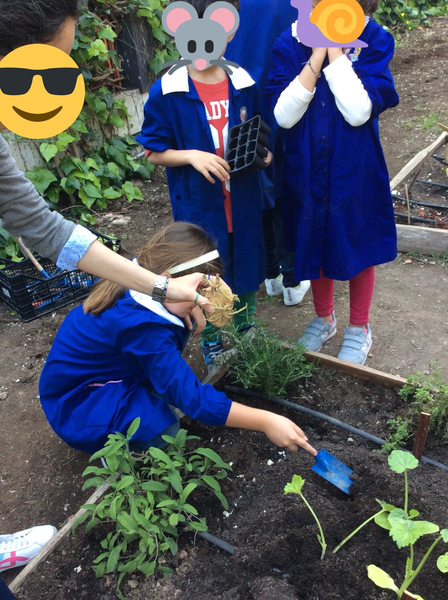 BClasseterza's tweet photo. Oggi il nostro #ortosinergico si è trasformato🤩✌🏼, abbiamo piantato 12 zucchine 🥒 e 2 patate 🥔 #piantiamopatateezucchine #scuolafamiglia #graziemammalucia #3b #bimbibelli #bambinifelici ❤️💛🌹😍☺️ https://t.co/OaO8o73PbT